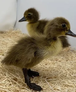 Khaki Campbell Ducklings